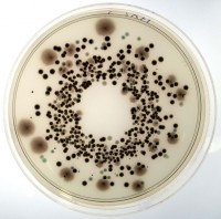 Lab M’s Harlequin™ Salmonella ABC Medium